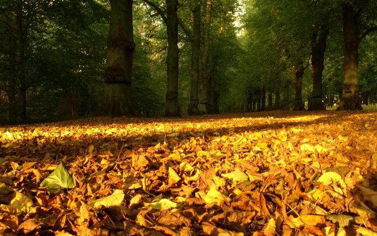 природа, листья, осень, время года, опавшие листья, nature, leaves, autumn, time of the year, fallen leaves