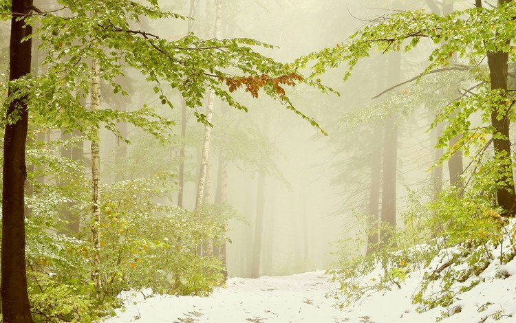 деревья, снег, лес, листья, зима, ветви, дымка, trees, snow, forest, leaves, winter, branch, haze