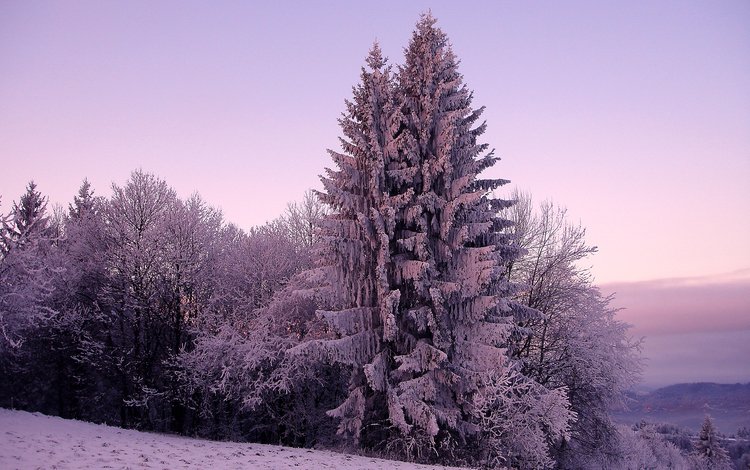 деревья, ель, снег, зимний лес, природа, зима, фото, мороз, холод, сосны, trees, spruce, snow, winter forest, nature, winter, photo, frost, cold, pine