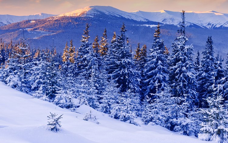 горы, снег, зима, мороз, сосны, ели, зимний лес, mountains, snow, winter, frost, pine, ate, winter forest