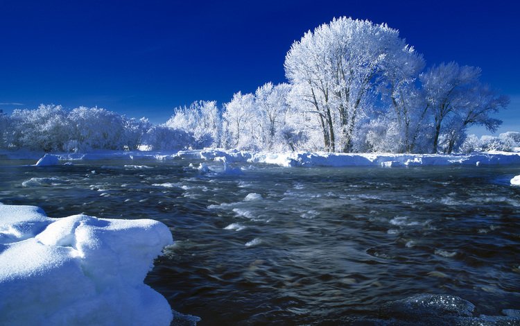 деревья, река, снег, зима, trees, river, snow, winter