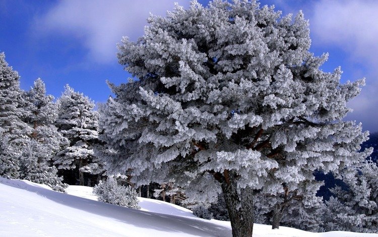 деревья, снег, мороз, зимний лес, trees, snow, frost, winter forest