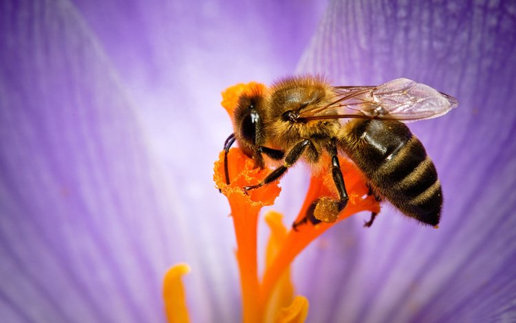 макро, насекомое, цветок, лепестки, пчела, нектар, опыление, некрар, macro, insect, flower, petals, bee, nectar, pollination
