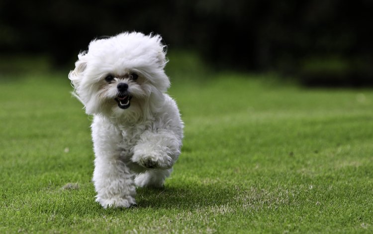 трава, собака, бег, газон, белая собака, grass, dog, running, lawn, white dog
