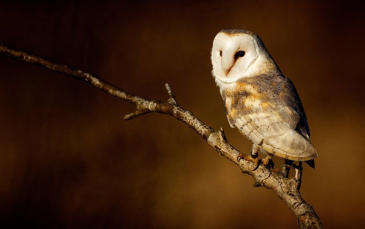 сова, ветка, фон, птица, совенок, сипуха, owl, branch, background, bird, owlet, the barn owl