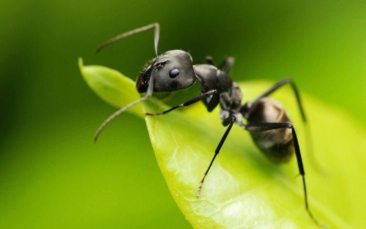 макро, насекомое, лист, муравей, зеленый фон, macro, insect, sheet, ant, green background