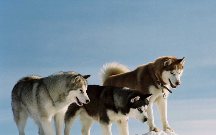 снег, природа, хаски, собаки, snow, nature, husky, dogs