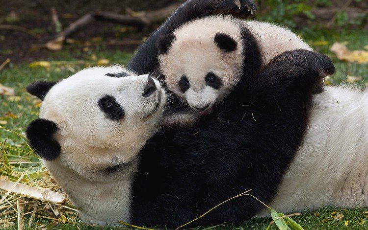 трава, панда, забота, детеныш, бамбуковый медведь, большая панда, grass, panda, care, cub, bamboo bear, the giant panda
