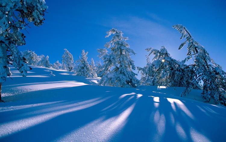 снег, синий фон, лес, сосна, зима, голубое небо, склон, ель, холм, сугробы, тени, snow, blue background, forest, pine, winter, blue sky, slope, spruce, hill, the snow, shadows