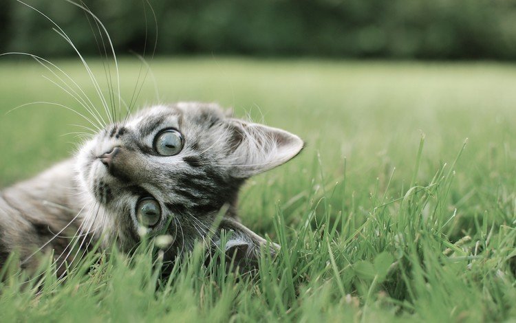 трава, кот, лето, кошка, полосатый, кот на траве, grass, cat, summer, striped, the cat on the grass