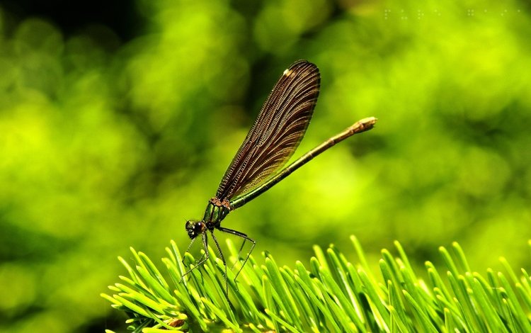 трава, природа, макро, крылья, насекомые, стрекоза, grass, nature, macro, wings, insects, dragonfly