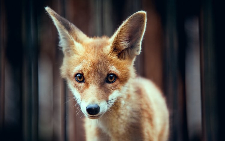 мордочка, взгляд, лиса, уши, рыжий, лисенок, muzzle, look, fox, ears, red