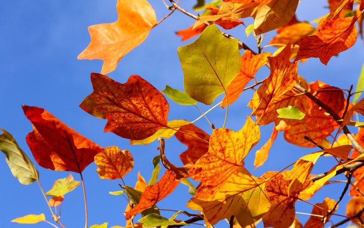 небо, дерево, листья, ветки, ветви, осень, красные, желтые, the sky, tree, leaves, branches, branch, autumn, red, yellow
