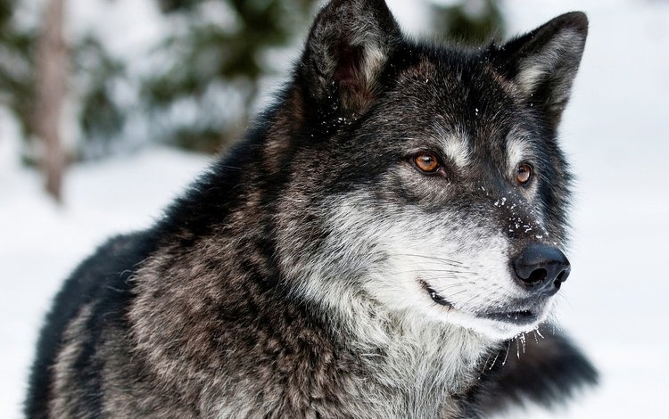 глаза, морда, снег, зима, взгляд, хищник, волк, eyes, face, snow, winter, look, predator, wolf