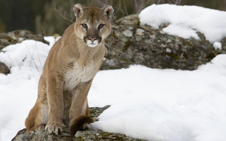 снег, кошка, камень, пума, горный лев, кугуар, snow, cat, stone, puma, mountain lion, cougar