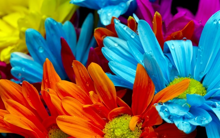 цветы, желтые, макро, оранжевые, роса, капли, красные, красочные, голубые, яркие, flowers, yellow, macro, orange, rosa, drops, red, colorful, blue, bright