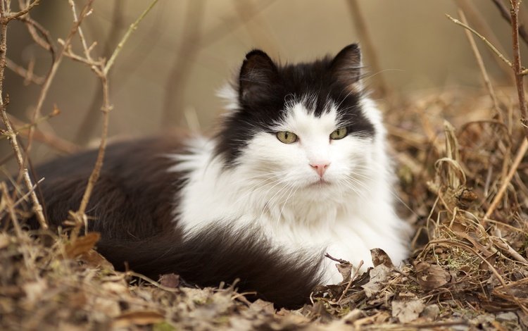 кот, мордочка, усы, кошка, взгляд, пушистый, лежит, чёрно-белый, сухая трава, dry grass, cat, muzzle, mustache, look, fluffy, lies, black and white