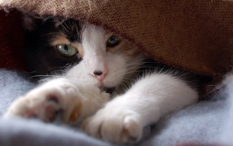 кот, кошка, взгляд, одеяло, лапки, трехцветный, cat, look, blanket, legs, tri-color