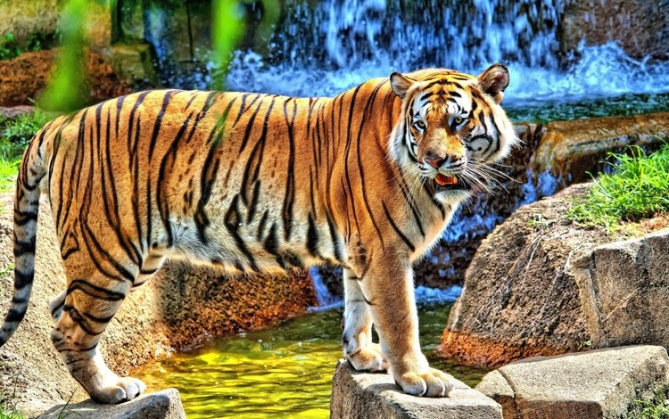 тигр, вода, камни, водопад, смотрит, хищник, стоит, tiger, water, stones, waterfall, looks, predator, is