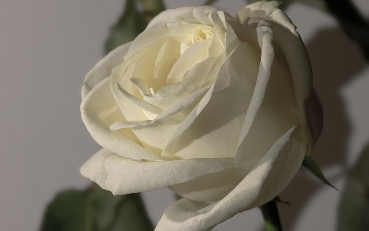 макро, цветок, роза, бутон, белая, macro, flower, rose, bud, white