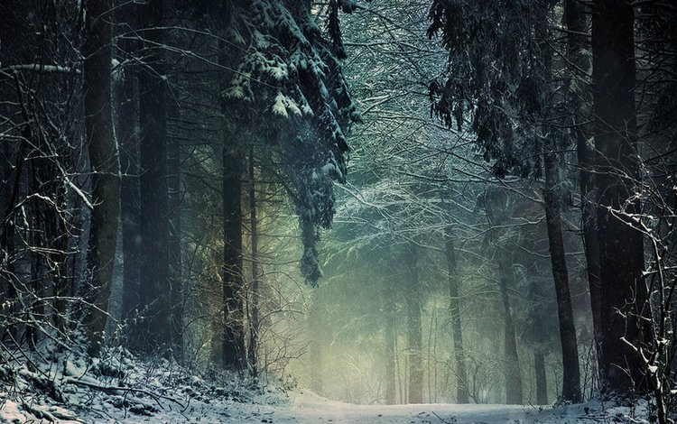 деревья, снег, природа, лес, зима, туман, сумерки, trees, snow, nature, forest, winter, fog, twilight