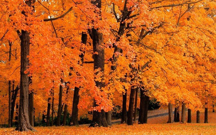 деревья, природа, листья, парк, осень, trees, nature, leaves, park, autumn