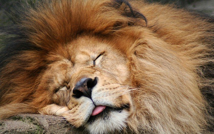 морда, спит, хищник, большая кошка, лев, язык, грива, face, sleeping, predator, big cat, leo, language, mane