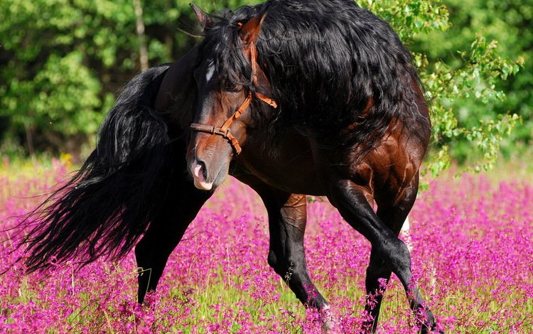 цветы, лошадь, лес, лето, конь, грива, жеребец, лошад, flowers, horse, forest, summer, mane, stallion