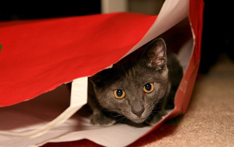 морда, кот, кошка, взгляд, серый, игра, упаковка, face, cat, look, grey, the game, packaging