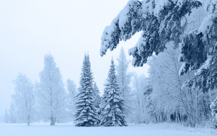 снег, зима, ветки, мороз, сосны, ель, сугробы, зимний лес, snow, winter, branches, frost, pine, spruce, the snow, winter forest