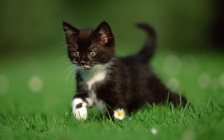 трава, природа, кошка, котенок, ромашки, чёрно-белый, grass, nature, cat, kitty, chamomile, black and white
