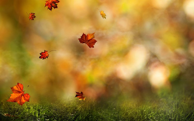 трава, листья, полет, осень, клен, боке, grass, leaves, flight, autumn, maple, bokeh