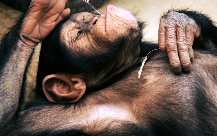лежит, отдыхает, обезьяна, примат, шимпанзе, lies, resting, monkey, the primacy of, chimpanzees