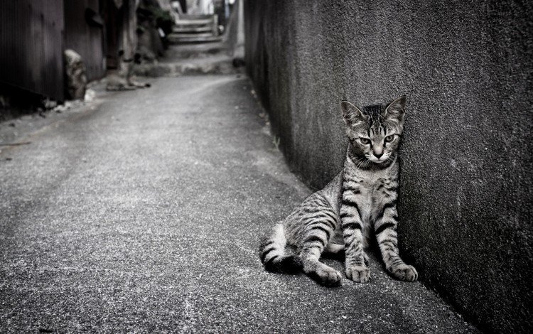 кошка, одиночество, улица, кот.полосатый, cat, loneliness, street, cat.striped