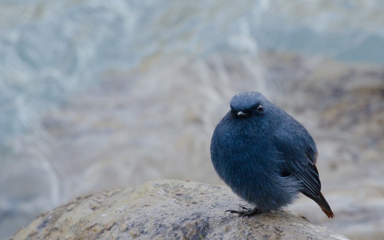 фон, размытость, сидит, камень, птица, черная, background, blur, sitting, stone, bird, black
