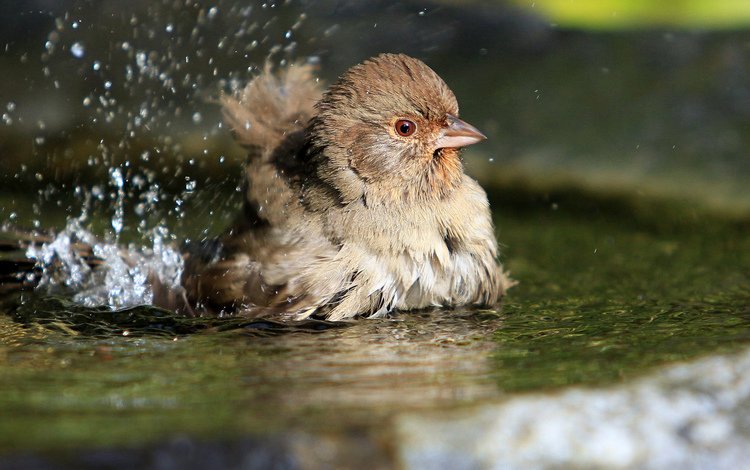 вода, брызги, птица, воробей, лужа, купается, water, squirt, bird, sparrow, puddle, bathed