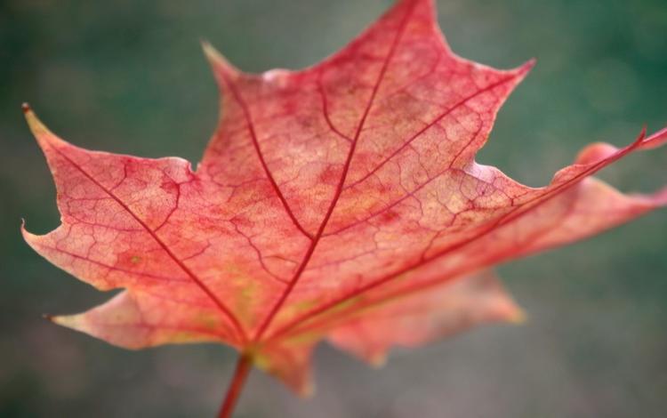 макро, осень, красный, лист, клен, macro, autumn, red, sheet, maple