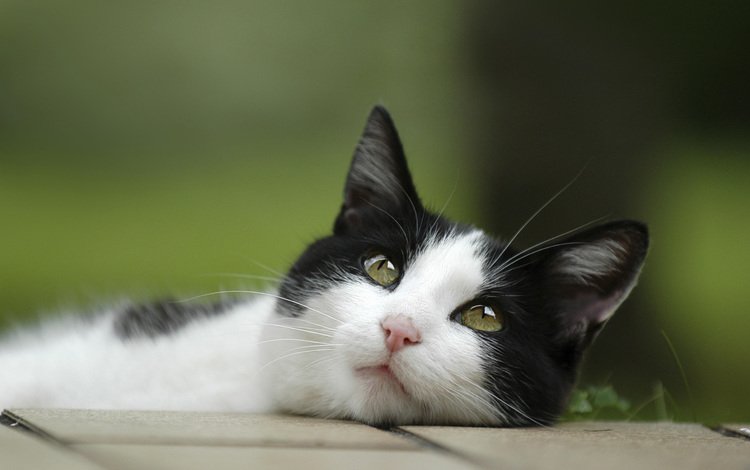 глаза, кот, кошка, взгляд, лежит, чёрно-белый, eyes, cat, look, lies, black and white