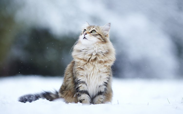 снег, зима, кот, кошка, взгляд, пушистый, улица, snow, winter, cat, look, fluffy, street