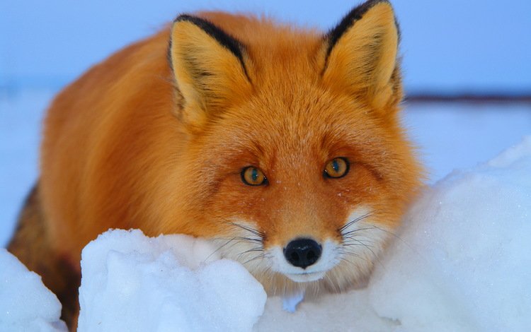 снег, зима, взгляд, рыжая, лиса, лисица, snow, winter, look, red, fox