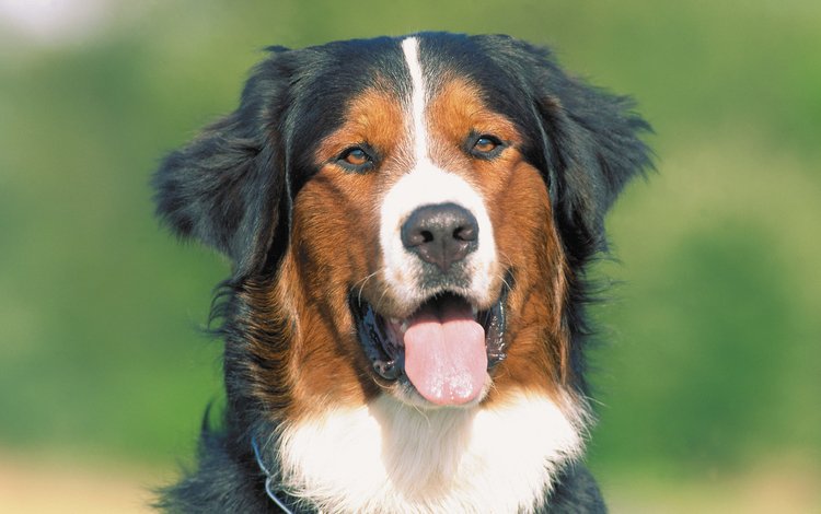 морда, взгляд, собака, язык, бернский зенненхунд, face, look, dog, language, bernese mountain dog