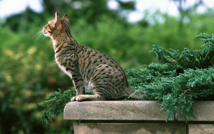 зелень, кошка, котенок, сидит, полосатый, парапет, greens, cat, kitty, sitting, striped, the parapet
