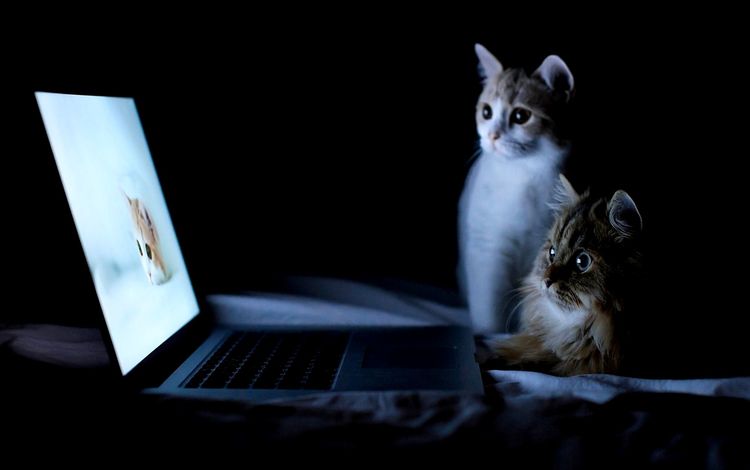 ночь, кошки, ноутбук, night, cats, laptop