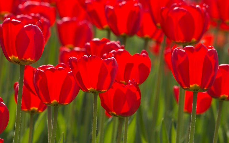 цветы, бутоны, лепестки, красные, весна, тюльпаны, стебли, flowers, buds, petals, red, spring, tulips, stems