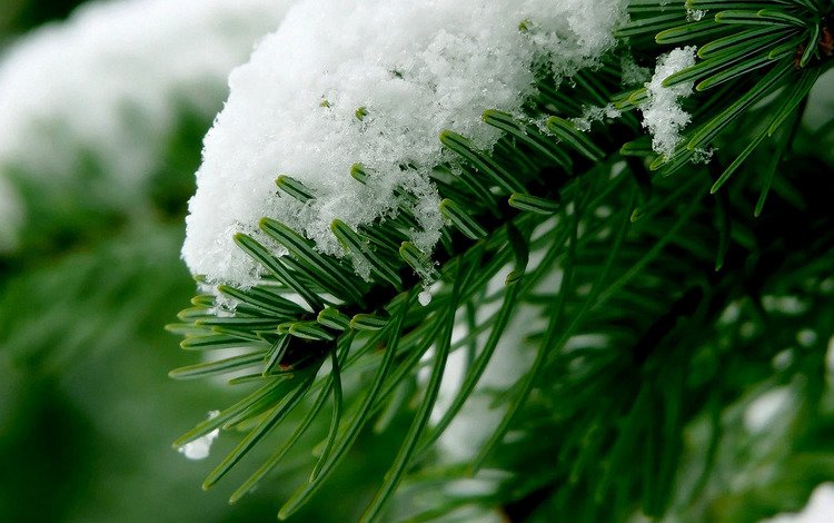 ветка, снег, лес, хвоя, зима, макро, branch, snow, forest, needles, winter, macro