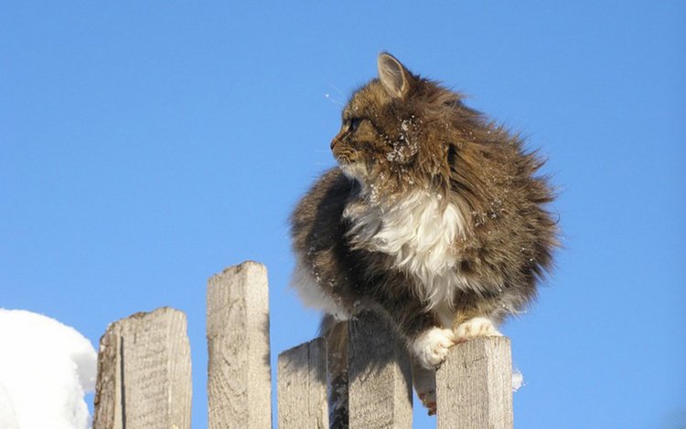 небо, кот, кошка, забор, пушистый, серо-белый, the sky, cat, the fence, fluffy, grey white
