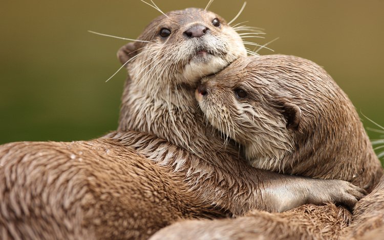 животные, любовь, две, выдры, обнимаются, animals, love, two, otters, hug