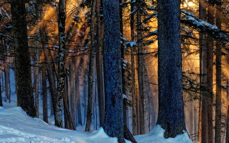 деревья, снег, природа, лес, зима, лучи, стволы, trees, snow, nature, forest, winter, rays, trunks