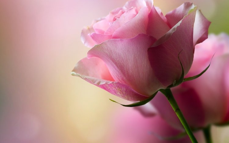 цветы, розы, лепестки, розовые, боке, flowers, roses, petals, pink, bokeh