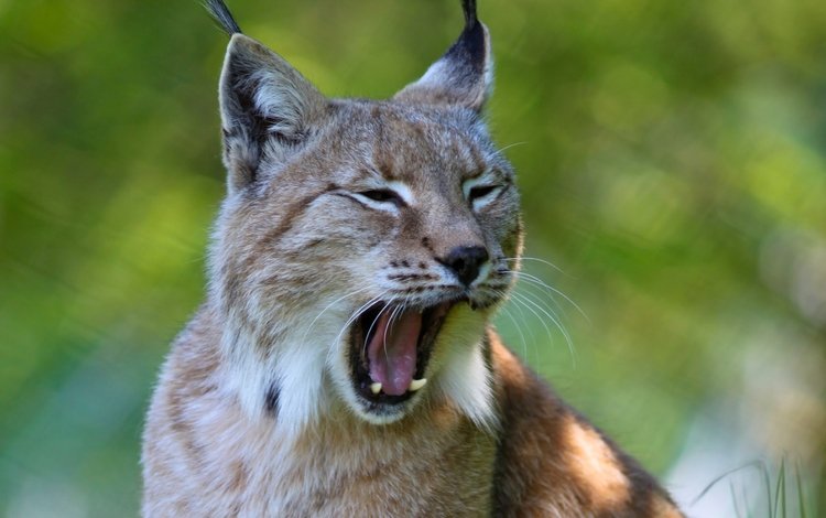 рысь, хищник, ушки, зевает, дикая кошка, lynx, predator, ears, yawns, wild cat